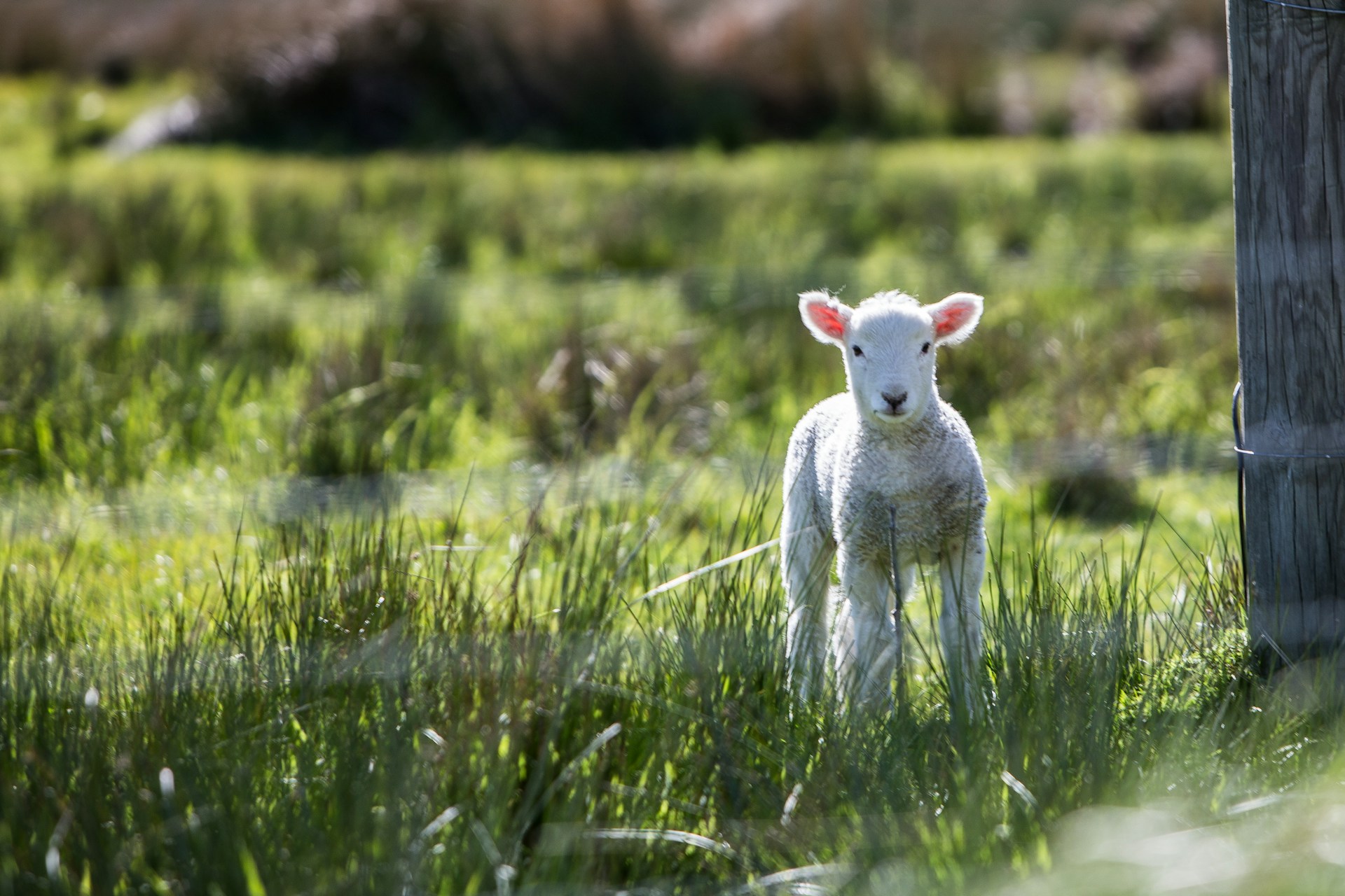 lamb in grass